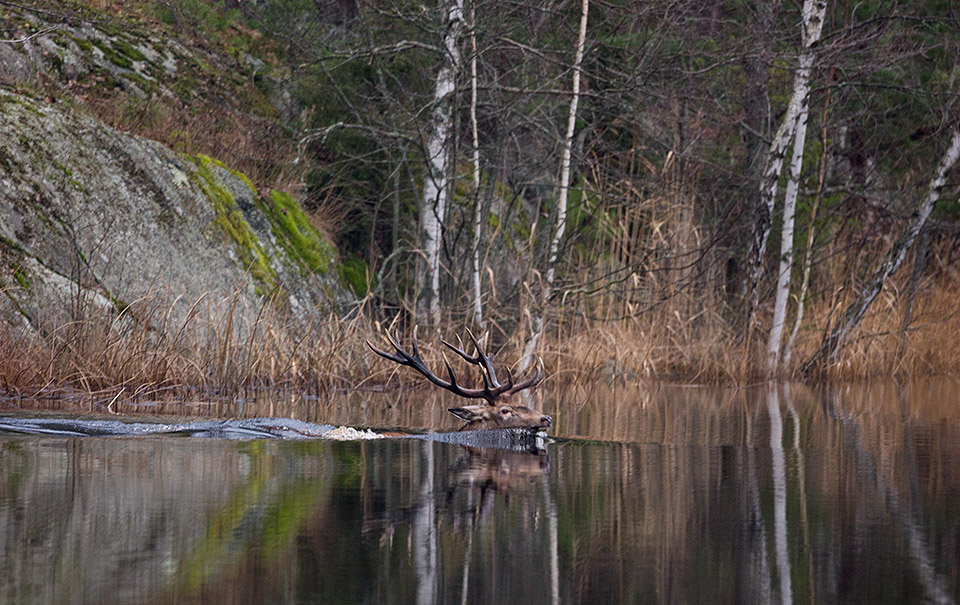 Red deer